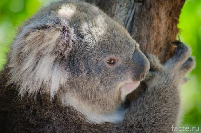 коала держится за дерево