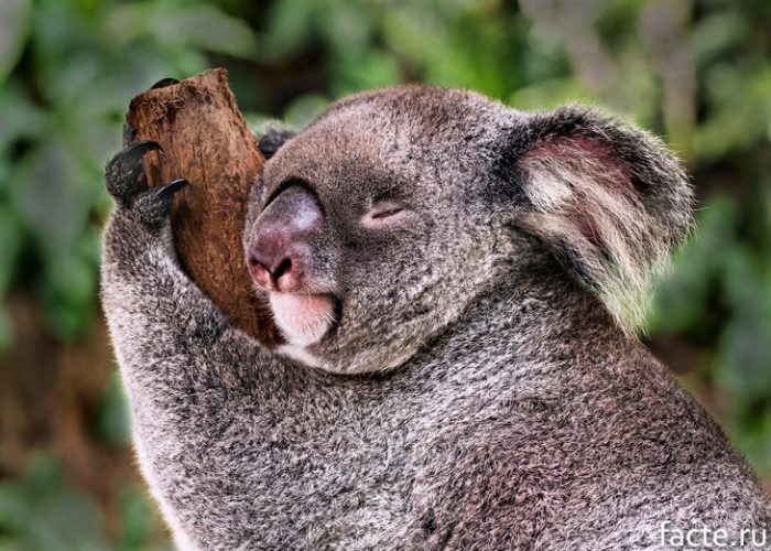 коала во сне
