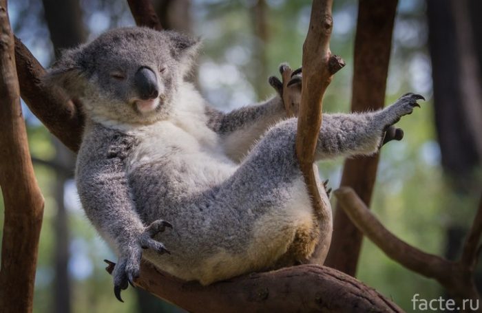 коала лежит на спине