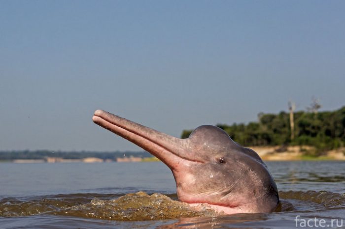 дельфин амазонка