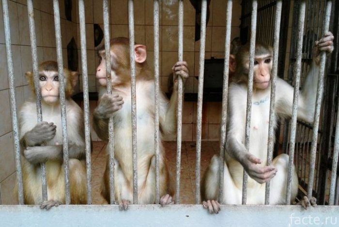 обезьяны в клетке
