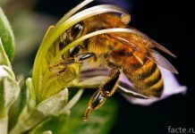 пчела фото