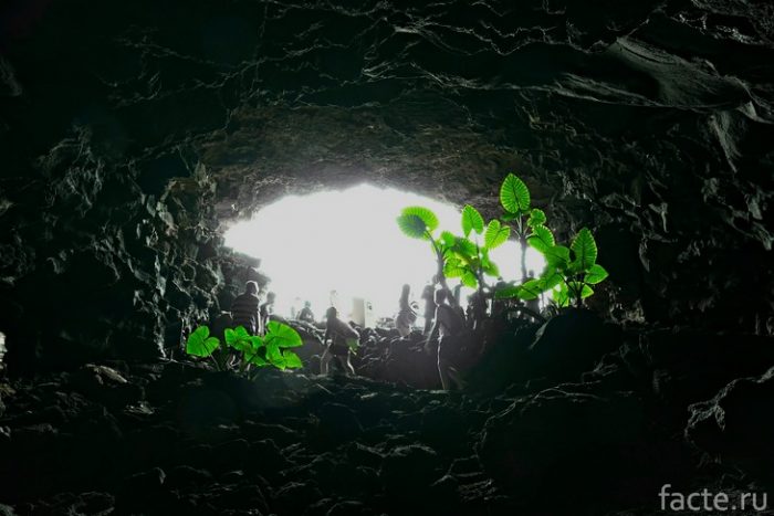 растения в пещере