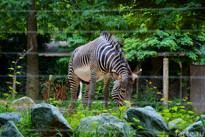 зебра в зоопарке