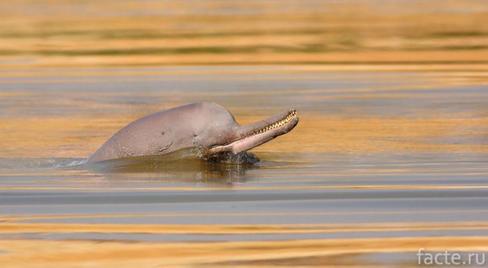 Гангский дельфин