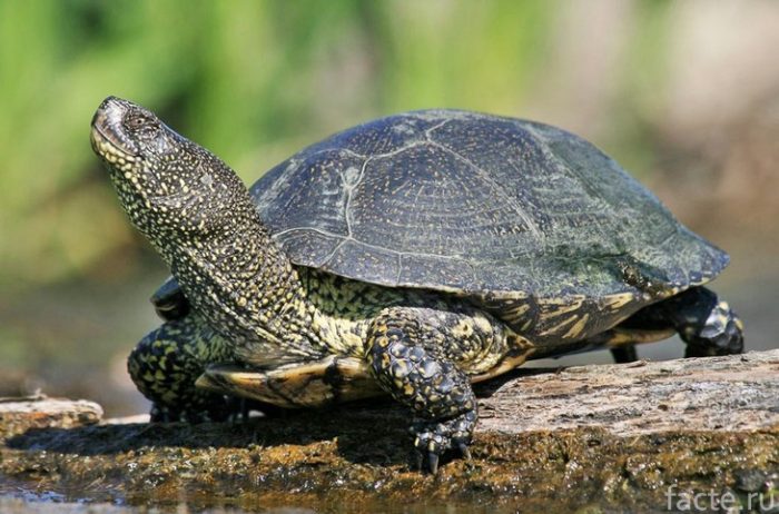 болотная черепаха