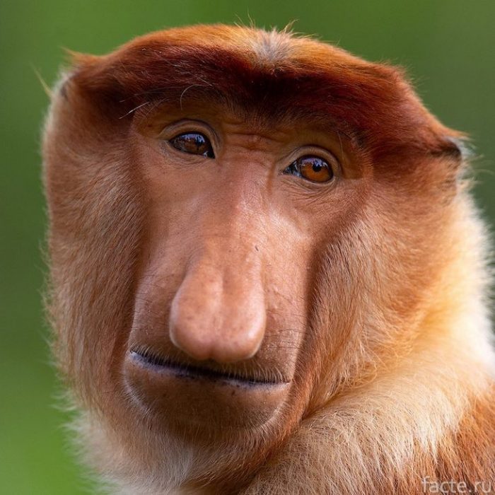 нос обезьяны