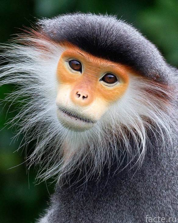 обезьяна вьетнам