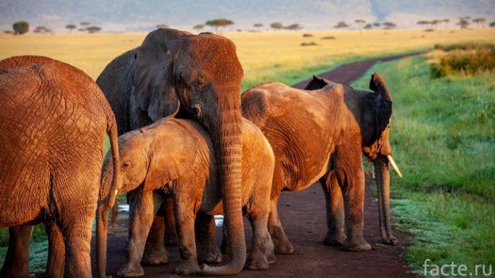 слоны в африке