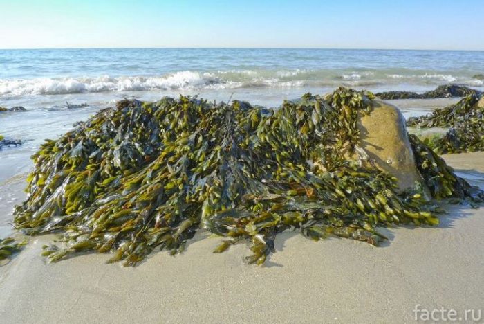 водоросли на пляже
