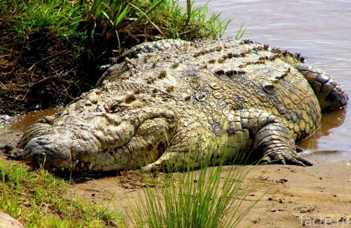 крокодил гутав